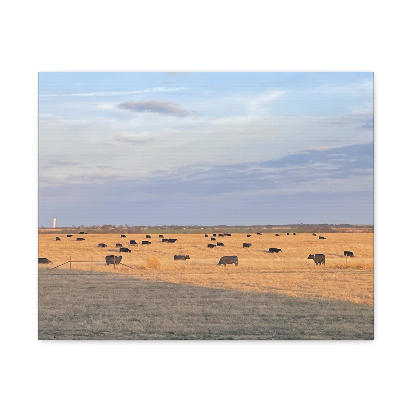 Prairie Cattle Canvas Print — Rustic Countryside Landscape Wall Art
