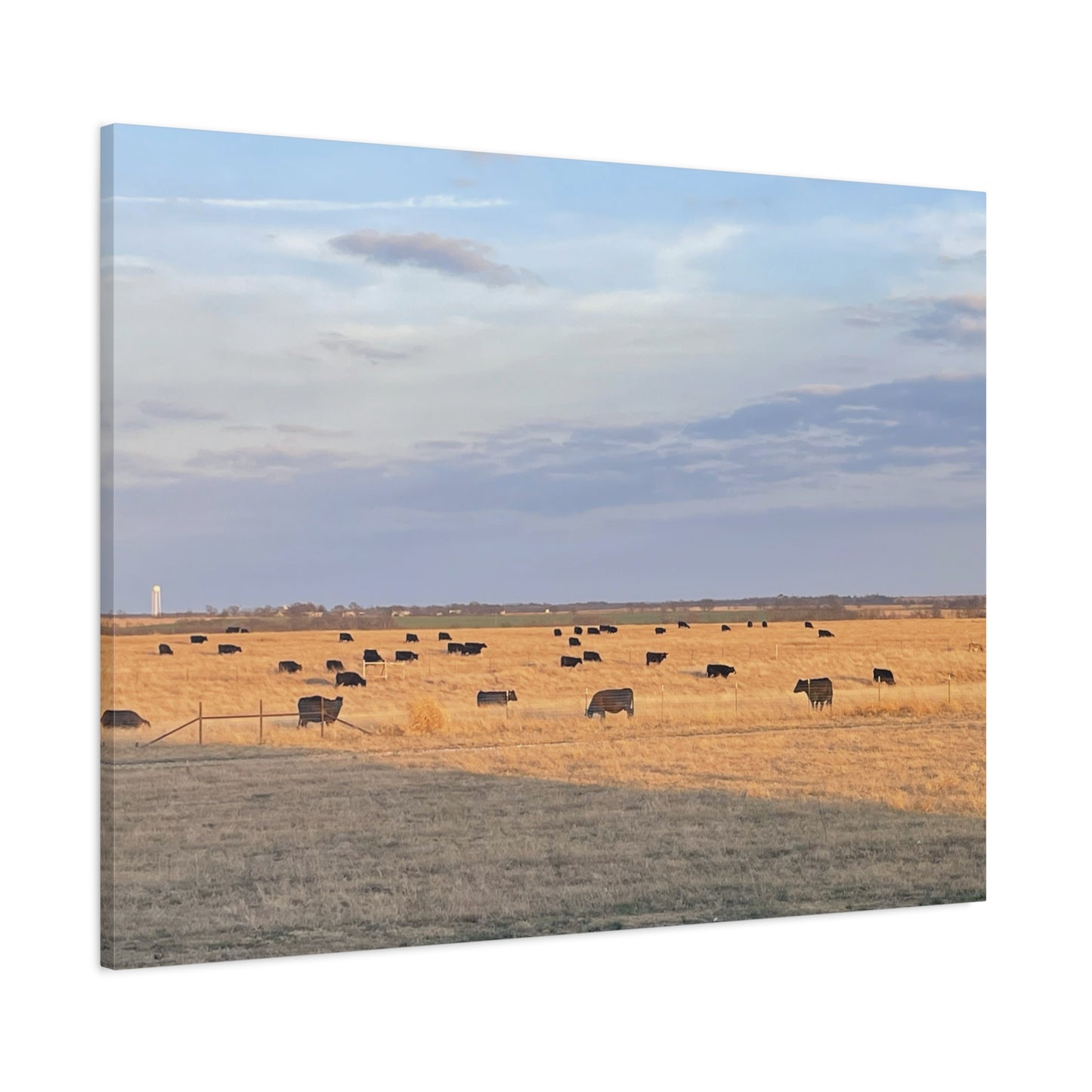 Prairie Cattle Canvas Print — Rustic Countryside Landscape Wall Art