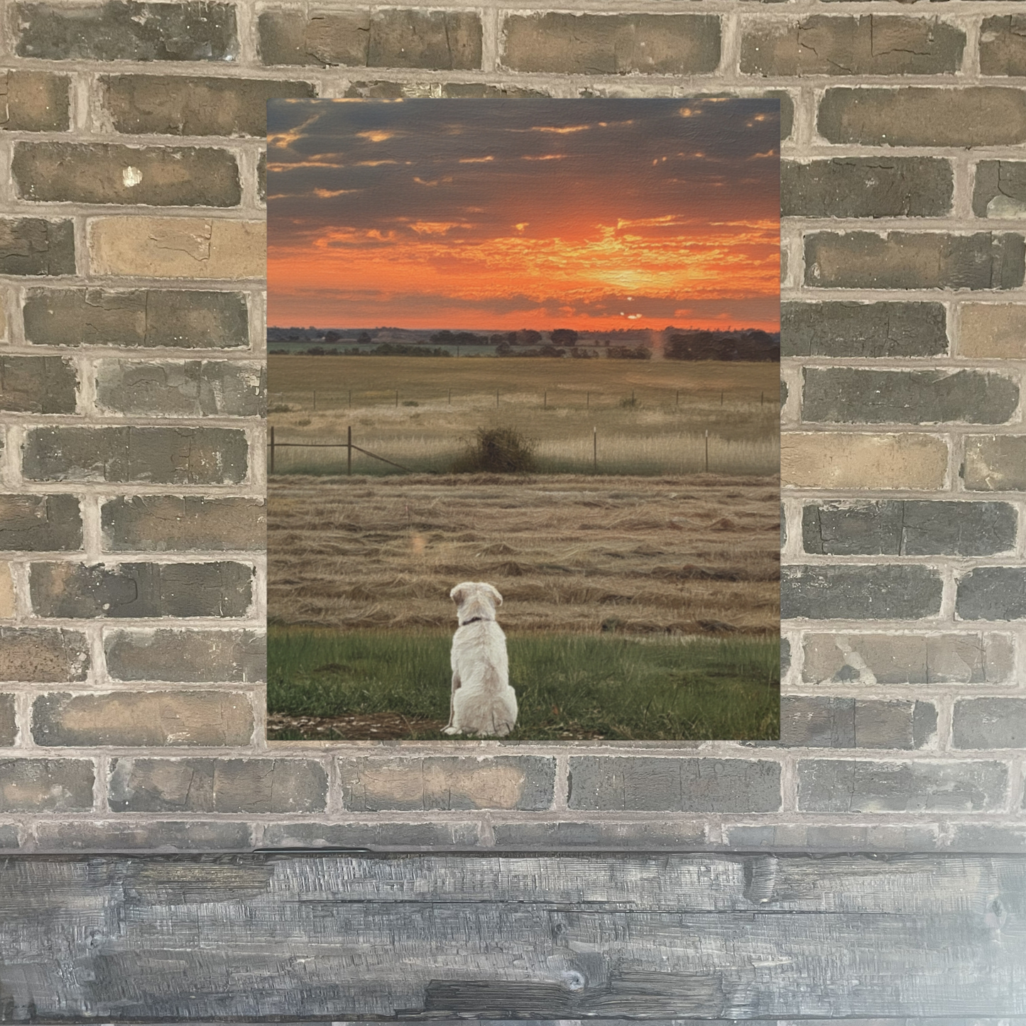 Watching Sunrise at the Ranch - Matte Canvas Wall Art