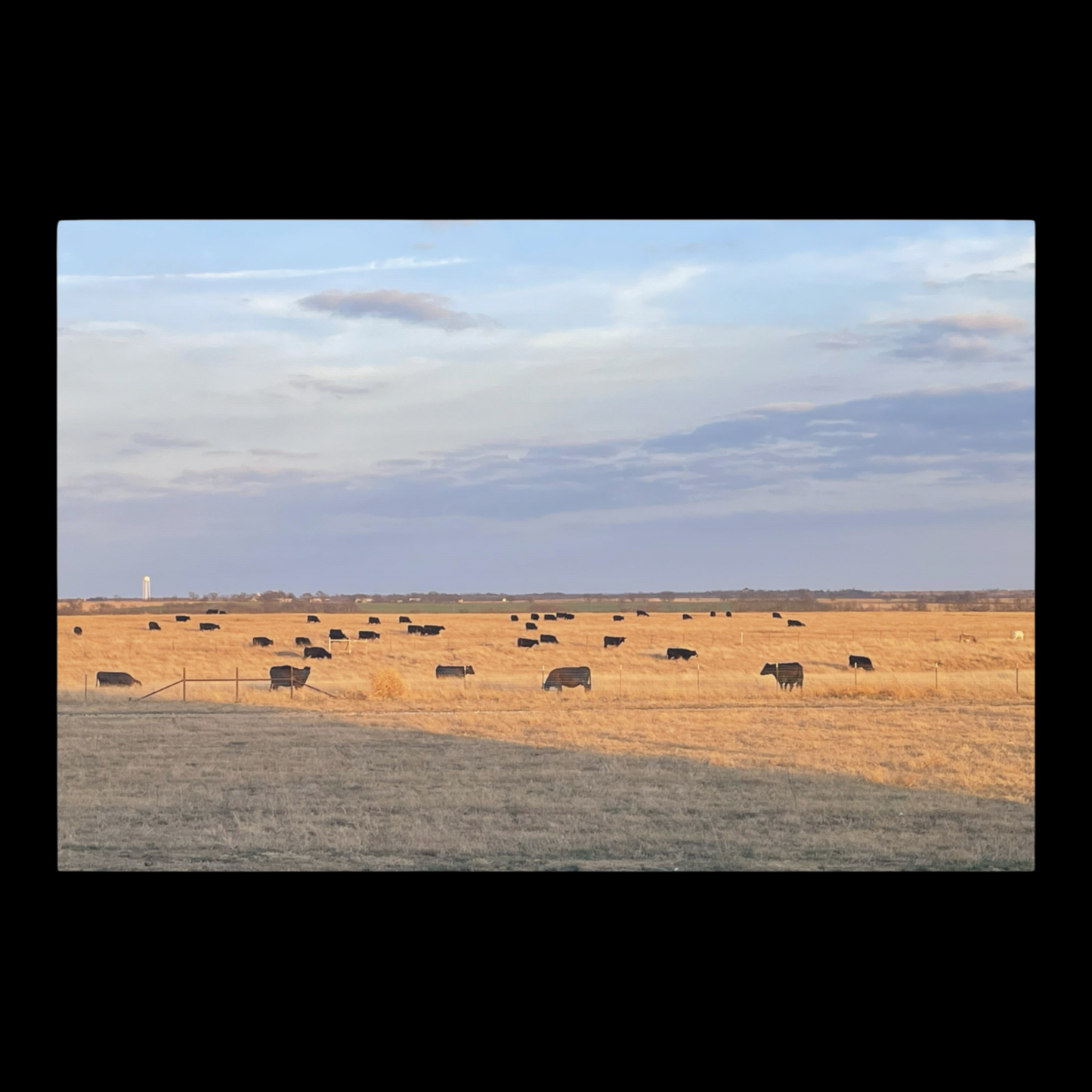 Prairie Cattle Canvas Print — Rustic Countryside Landscape Wall Art